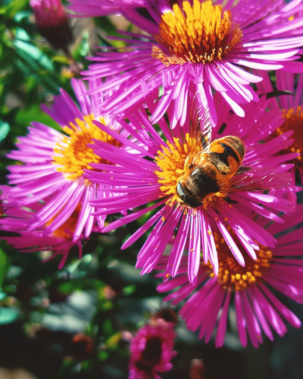 CLOSE-UP OF HONEY BEE ON PINK DAISY