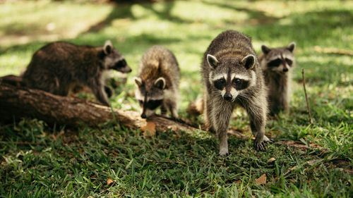 Close-up of raccoons on field