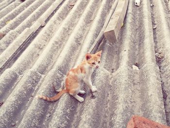 High angle view of stray kitten on roof