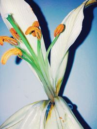 Close-up of yellow flowers