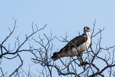 Low angle view of eagle perching on tree