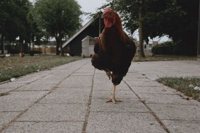 Rear view of a bird on footpath