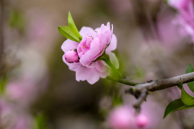 Close-up of pink cherry blossom