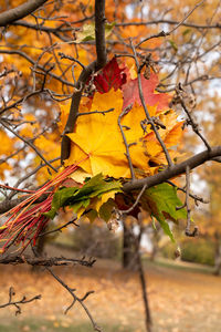 Close-up of dry maple leaves on tree