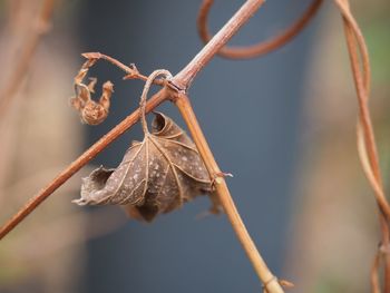 Close-up of wilted plant