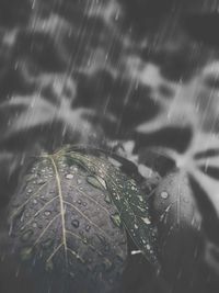 Close-up of leaves against blurred background