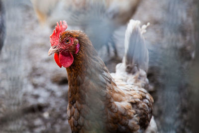 Chicken on the farm behind the cage.