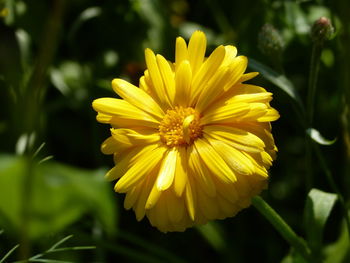 Close-up of yellow flower