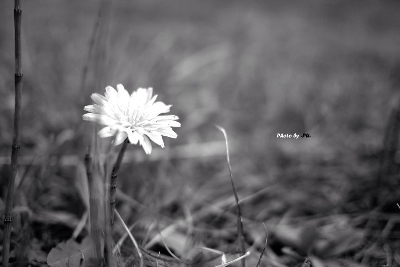 flower, fragility, growth, freshness, plant, focus on foreground, petal, stem, beauty in nature, nature, field, flower head, blooming, selective focus, close-up, white color, outdoors, wildflower, no people, day