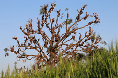 Low angle view of stalks in field against clear sky