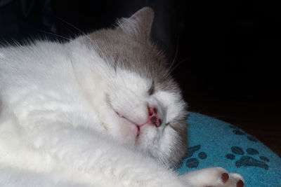 Close-up of cat sleeping