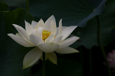 Close-up of flower blooming outdoors