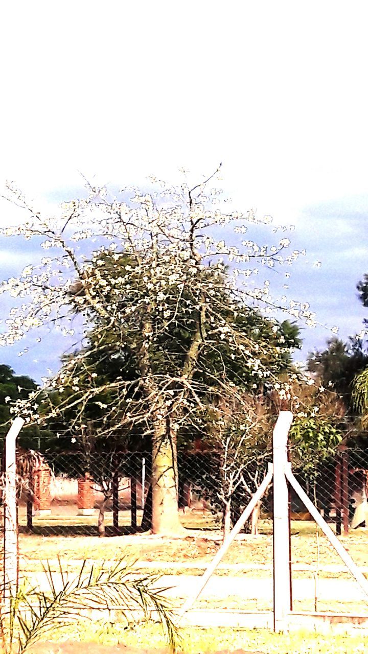 VIEW OF TREES AGAINST THE SKY