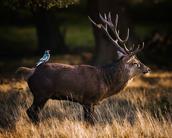 Close-up of deer on field