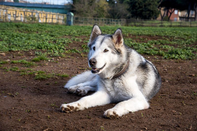 View of a dog looking away