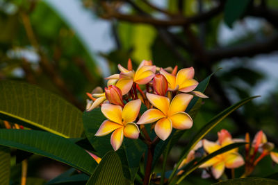 Close-up of yellow flowering plant