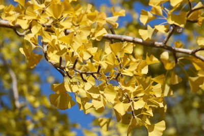 Close-up of fresh yellow flowers against clear sky