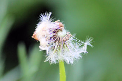 Close-up of dandelion flower