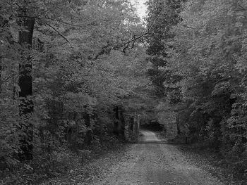 Road passing through forest