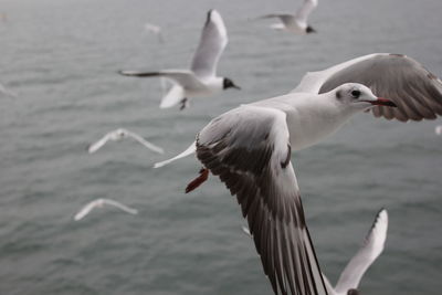 Seagulls flying over sea