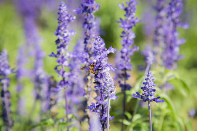 Close-up of bee pollinating on purple flowering plant