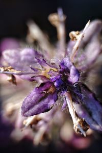 Close-up of purple flower