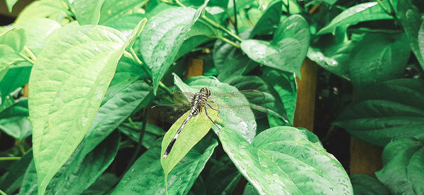 Close-up of butterfly on leaf