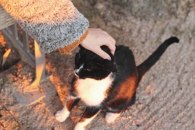 High angle view of hand on black cat