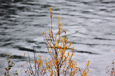 Close-up of plant against lake