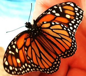 Close-up of butterfly