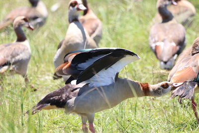 Flock of birds on grass