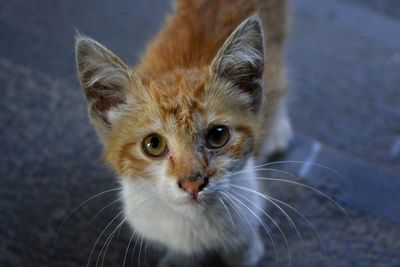 Close-up portrait of cat