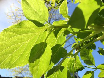 Close-up of leaves