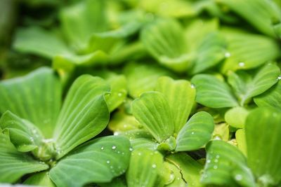 Full frame shot of green leaves