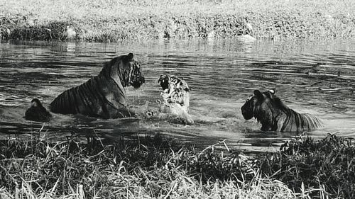 Dog in the lake