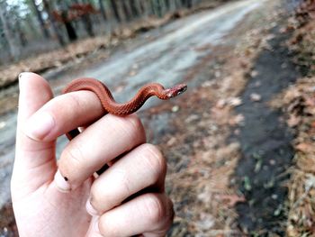 Close-up of hand holding lizard