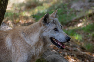 Close-up of dog