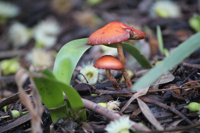 Close-up of mushroom growing in forest