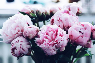 Close-up of pink flowers blooming outdoors