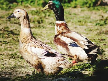 Close-up of birds on field