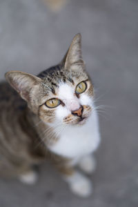 Striped cat with sharp gaze