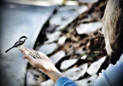 Close-up of hand feeding bird