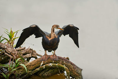 Low angle view of bird perching on tree against sky