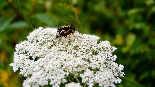 Close-up of bee pollinating on flower wasp