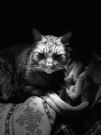 Close-up of cat resting on bed at home