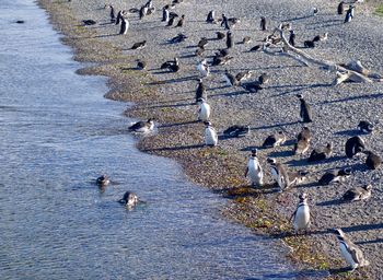 High angle view of birds on sea