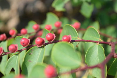 Close-up of berries growing on tree
