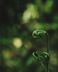 Close-up of fern