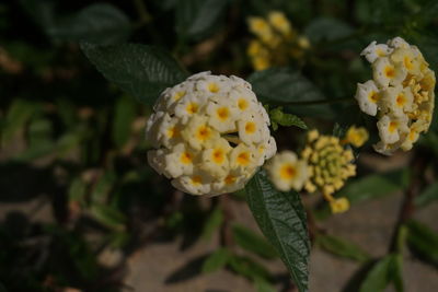 Close-up of white flowering plant