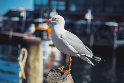 Seagull perching on wooden post